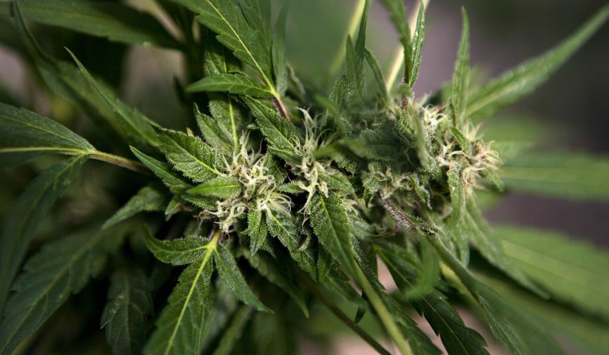 FILE - In this Nov. 1, 2012 file photo, a marijuana plant grows at the Tikkun Olam medical cannabis farm, near the northern Israeli city of Safed, Israel. The Israeli government has taken a step toward decriminalizing marijuana use. Israeli media said Sunday, March 5, 2017 that Prime Minister Benjamin Netanyahu's Cabinet has approved a measure that would reduce penalties for possession of marijuana. If caught, smokers would pay a fine, instead of facing criminal charges. (AP Photo/Dan Balilty, File)