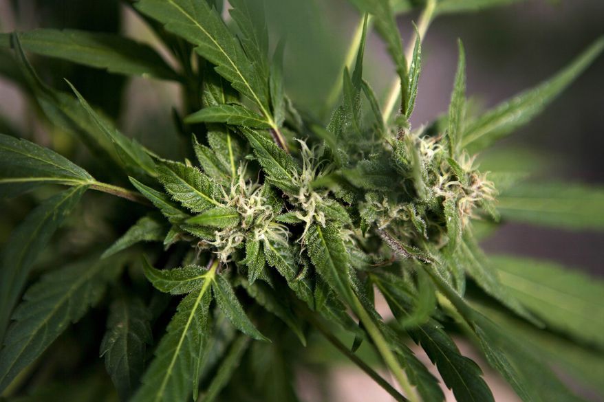 FILE - In this Nov. 1, 2012 file photo, a marijuana plant grows at the Tikkun Olam medical cannabis farm, near the northern Israeli city of Safed, Israel. The Israeli government has taken a step toward decriminalizing marijuana use. Israeli media said Sunday, March 5, 2017 that Prime Minister Benjamin Netanyahu's Cabinet has approved a measure that would reduce penalties for possession of marijuana. If caught, smokers would pay a fine, instead of facing criminal charges. (AP Photo/Dan Balilty, File)