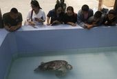 thailand_turtle_trouble_35186.jpg