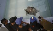 thailand_turtle_trouble_86795.jpg