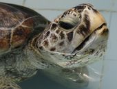 thailand_turtle_trouble_89181.jpg