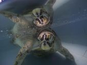 thailand_turtle_trouble_91591.jpg
