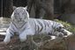 zoo_tiger_dies_37550.jpg
