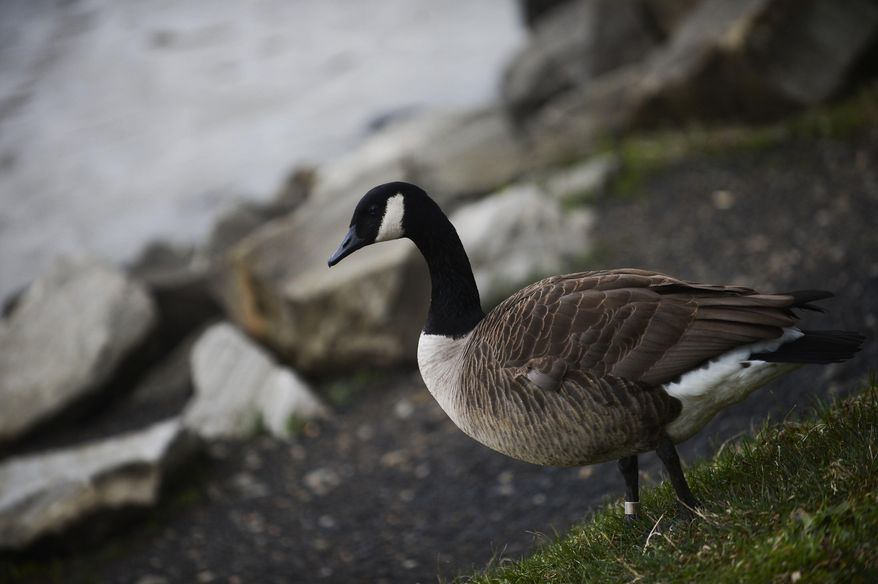 In this Thursday, March 2, 2017 photo, a goose walks along the shore of Indian Park Lake in North Huntingdon Township, Pa. The resident Canada geese that congregate in local parks might be pretty to look at, but the droppings they leave have officials struggling to eliminate the birds and their mess. (Christian Tyler Randolph/Pittsburgh Tribune-Review via AP)