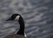 exchange_fowled_parks_48701.jpg