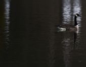 exchange_fowled_parks_68025.jpg