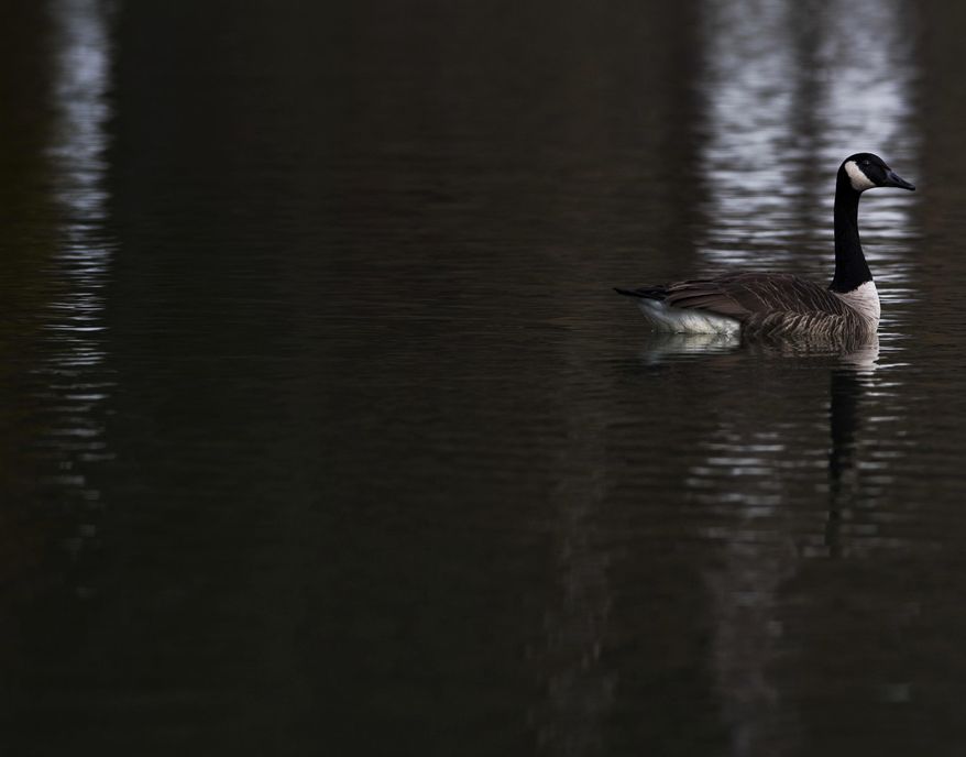 In this Thursday Feb. 23, 2017 photo, a goose floats at Indian Lake Park in North Huntingdon, Pa. The resident Canada geese that congregate in local parks might be pretty to look at, but the droppings they leave have officials struggling to eliminate the birds and their mess. (Steph Chambers/Pittsburgh Tribune-Review via AP)