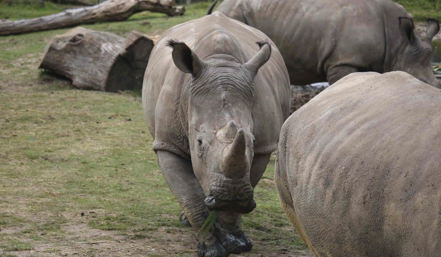 This undated photo provided Tuesday March 7, 2017 by the Thoiry zoo shows the rhinoceros Vince, center, at the zoo, west of Paris. A zoo director says a five-year-old Rhinoceros living in the wildlife park he runs near Paris has been shot three times in the head by poachers who stole its ivory horn. (Domaine de Thoiry via AP)