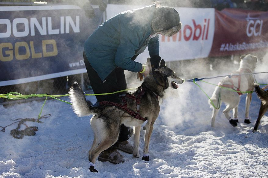 Handlers from each musher's kennel, as well as volunteer handlers working for the Iditarod Trail Committee, prepared dog teams for their departure from the start chute at the 45th Iditarod Trail Sled Dog Race in Fairbanks, Alaska, Monday, March 6, 2017. (AP Photo/Ellamarie Quimby)