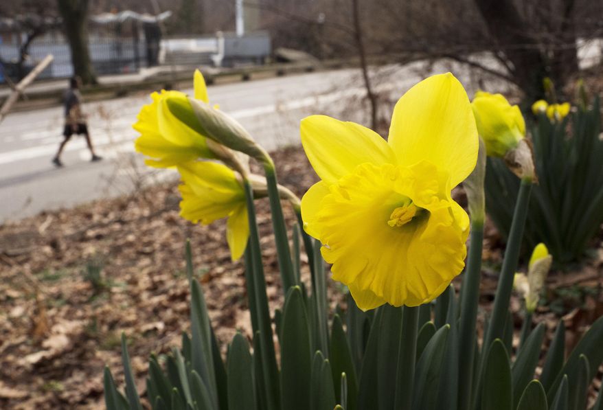 FILE - In this Feb. 28, 2017 file photo, daffodils bloom in New York's Central Park. Federal meteorologists say a freakishly warm February broke more than 11,700 local daily records for warmth in the U.S., but it didn’t quite beat 1954 for the nation’s warmest February on record. (AP Photo/Mark Lennihan, File)
