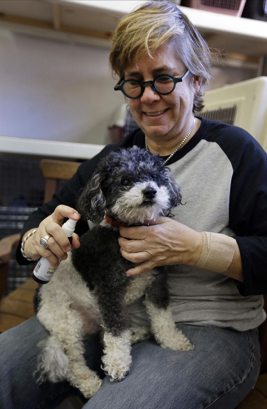 In this photo taken on Tuesday, Feb. 14, 2017, Lynne Tingle sprays a cannabis based medicinal treatment on the skin of a dog at the Milo Foundation pet adoption center in Richmond, Calif. As more states legalize marijuana for humans, more pet owners are giving their furry companions cannabis-based extracts, ointments and edibles marketed to treat everything from arthritis and anxiety to seizures and cancer. (AP Photo/Ben Margot)