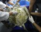 thailand_turtle_trouble_40288.jpg