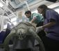 thailand_turtle_trouble_87027.jpg