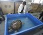 thailand_turtle_trouble_91867.jpg