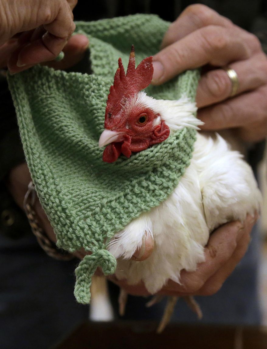 In this Wednesday, March 8, 2017 photo, Ron Girouard holds "Prince Peep," a rooster native to Malaysia, as the bird is fitted with a sweater at Fuller Village retirement home in Milton, Mass. Knitting sweaters for chickens sounds like a joke, but a plucky group of retirees in suburban Boston has hatched a plan to keep poultry warm during the New England winter. (AP Photo/Steven Senne)