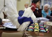 sweaters_for_chickens_30330.jpg