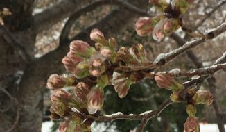 Tuesday was supposed to have been the first day of the cherry blossoms&#x27; peak bloom. Instead, snow and freezing rain covered the prized cherry trees. (National Park Service)