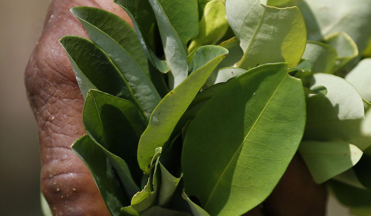 NextImg:Biden administration suspends satellite monitoring of Colombian coca crops amid surge in cocaine