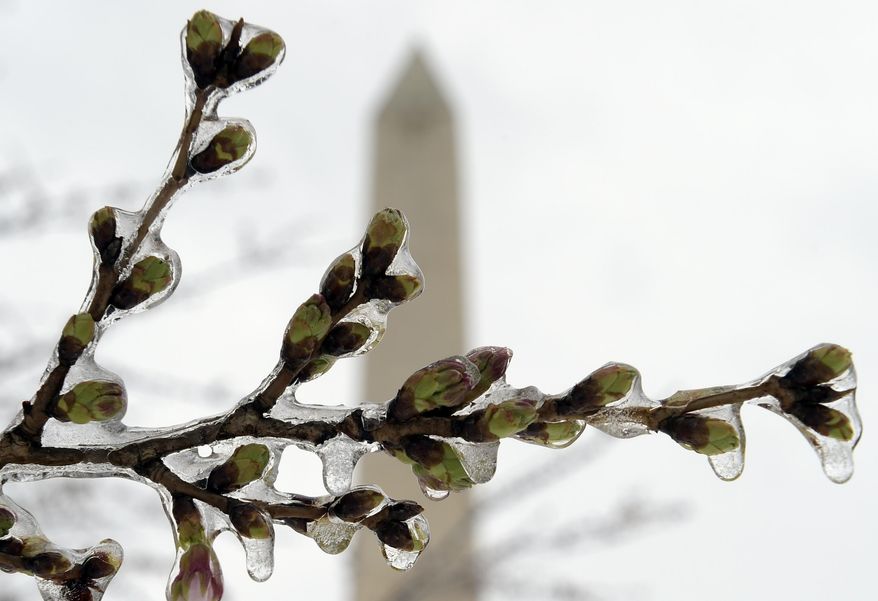 Washington's famed cherry blossoms are covered in ice during a late winter storm in Washington, Tuesday, March 14, 2017, looking toward the Washington Monument. The National Park Service is concerned about the impact of cold weather on the blossoms. (AP Photo/Susan Walsh)