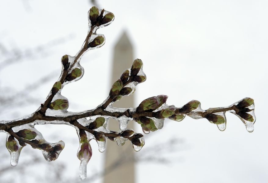 Washington's famed cherry blossoms are covered in ice during a late winter storm in Washington, Tuesday, March 14, 2017. The National Park Service is concerned about the impact of cold weather on the blossoms. (AP Photo/Susan Walsh)