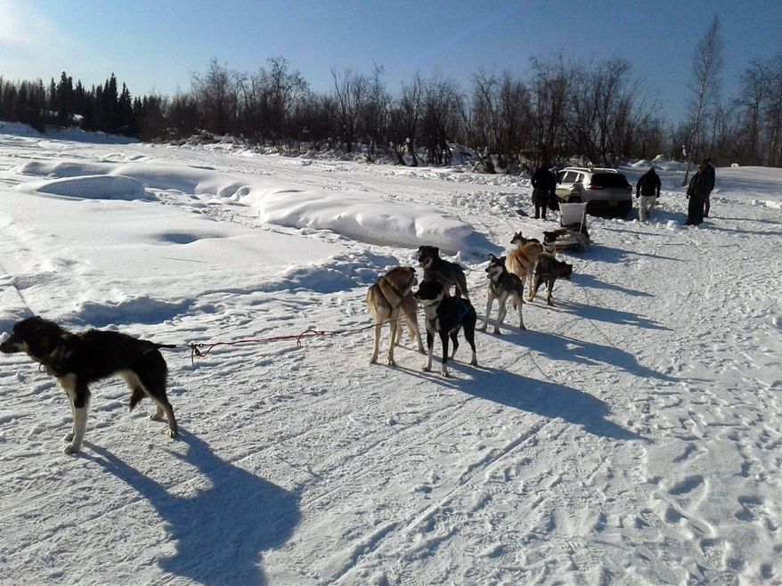 A Skookum Expeditions sled dog team helps pull a tourist's stuck car out of the snow on the Chena River near Pike's Landing in Fairbanks, Alaska, Sunday, March 12, 2017. The nine dog-powered sled team had plenty of power and with a little digging, pushing and pulling they managed to free the vehicle and send the tourists on their way. (Neil Eklund via AP)