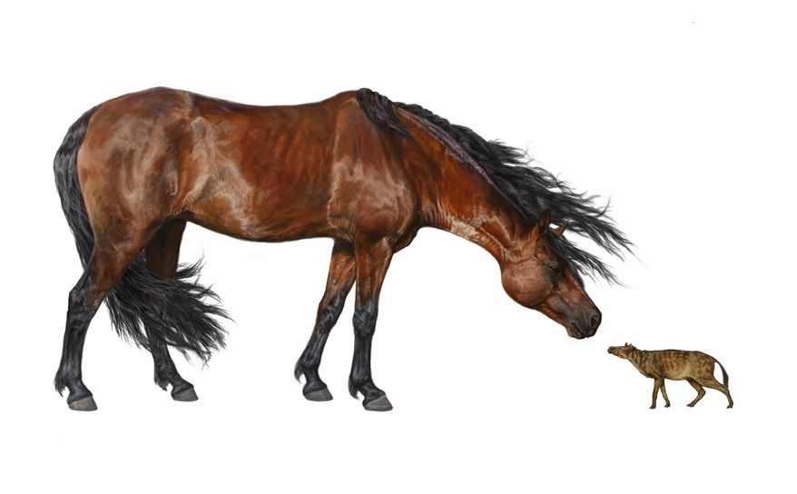 In this artist rendering provided by the Florida Museum of Natural History, illustration by Danielle Byerley shows a comparison of a Sifrhippus sandrae, right, with a modern Morgan horse that stands about 5 feet tall at the shoulder and weighs about 1,000 pounds. Global warming often leads to global shrinking for mammals, like us, a new study suggests. At least twice before in Earth’s history, when carbon dioxide levels soared and temperatures spiked, mammals shriveled in a bit in size, including our earliest primate ancestor, according to a new study based on fossil teeth found in Wyoming. And the study’s chief author said it could be a glimpse of a smaller mammal future under even faster man-made warning that’s going on now. (Florida Museum of Natural History, illustration by Danielle Byerley via AP)