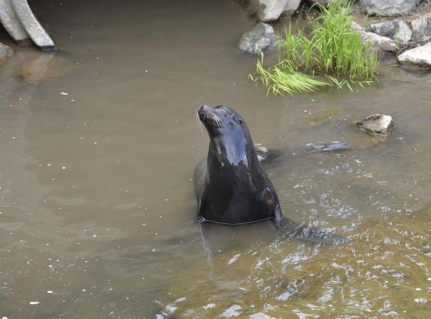 A sea lion exits a drainage pipe, where it had out in a farmland canal in Vacaville, Calif., Wednesday, March 15, 2017. Marine experts on Wednesday have suspended their effort to rescue the sea lion from a farmland canal because he seems to be headed home on his own. (Joel Rosenbaum/The Vacaville Reporter via AP)