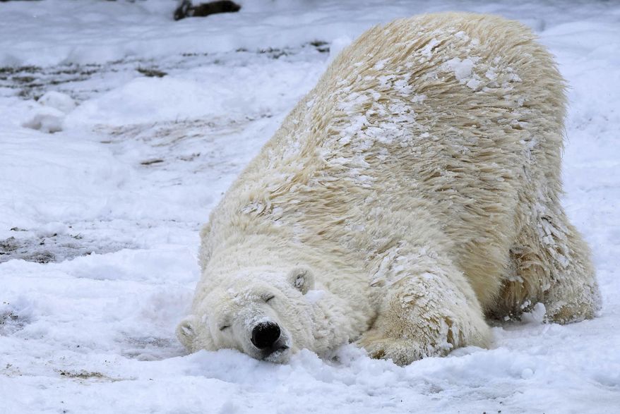 In this photo provided by the Chicago Zoological Society, Nan, a 21-year-old polar bear enjoys the first measurable snowfall in months at the Brookfield Zoo in Brookfield, Ill., Tuesday, March 14, 2017. The National Weather Service issued a lake-effect snow warning for Chicago that expires Tuesday afternoon. (Jim Schulz/Chicago Zoological Society via AP)