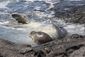 endangered_seal_death_aquaculture_35629.jpg