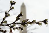 Cherry_Blossoms_49550.jpg-dceb6.jpg