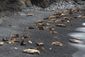 alaska_sea_lions_citizen_research_35685.jpg