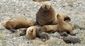 alaska_sea_lions_citizen_research_88605.jpg