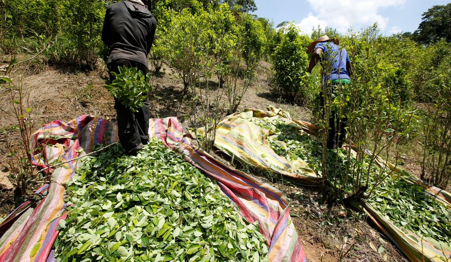 Coca cultivation surged last year in Colombia and now covers more territory than it did when a multibillion-dollar U.S.-led eradication campaign began 16 years ago, according to a government survey, part of a trend across Latin America that is setting of alarms in Washington. (Associated Press)