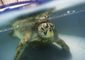 addition_thailand_turtle_trouble_05816.jpg