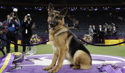 FILE - In this Feb. 15, 2017, file photo, Rumor, a German shepherd, poses for photos after winning Best in Show at the 141st Westminster Kennel Club Dog Show, in New York. German shepherds hold the second spot in America&#39;s most popular dog breeds for 2016 according to the American Kennel Club Tuesday, March 21, 2017. (AP Photo/Julie Jacobson, File)