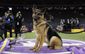 dog_breeds_21725.jpg