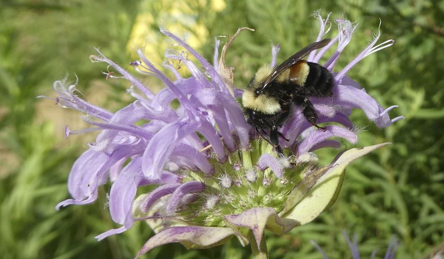 FILE - This 2016 file photo provided by The Xerces Society shows a rusty patched bumblebee in Minnesota. The U.S. Fish and Wildlife Service on Tuesday, March 21, 2017, officially designated the bee an endangered species. It is the first bee species in the continental U.S. to receive federal protection under the Endangered Species Act. The listing was announced in January and had been scheduled to take effect Feb. 10. But the Trump administration ordered a last-minute review and postponed the listing until Tuesday. (Sarah Foltz Jordan/The Xerces Society via AP, File)