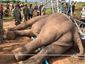 cambodia_elephant_shocked_33368.jpg