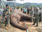 cambodia_elephant_shocked_59402.jpg