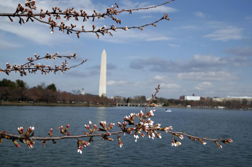 FILE - This March 18, 2017 file photo shows the cherry blossoms with the Washington Monument in the background in Washington. The National Park Service says Washington’s famous cherry trees are at the start of their bloom period. National Park Service spokesman Mike Litterst said in an email Wednesday, March 22, that the bloom period can last two weeks. He says officials expect that the trees’ will reach peak bloom this weekend, a forecast officials also made last week. (AP Photo/Alex Brandon)