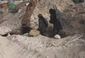 syria_32322.jpg