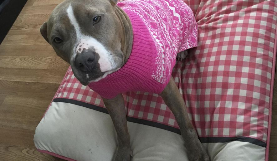 This Jan. 26, 2017, photo provided by a Malvern, Pa., resident who recently adopted a dog now named Cranberry shows the female pit bull mix in her new home in Malvern. Philadelphia police officer Michael Long, an 11-year veteran of the force who is accused of putting the dog in a trash bag and dumping it in a park, was arrested Thursday, March 23, 2017, on animal cruelty and related misdemeanor charges, according to the Pennsylvania Society for the Prevention of Cruelty to Animals. (AP Photo)