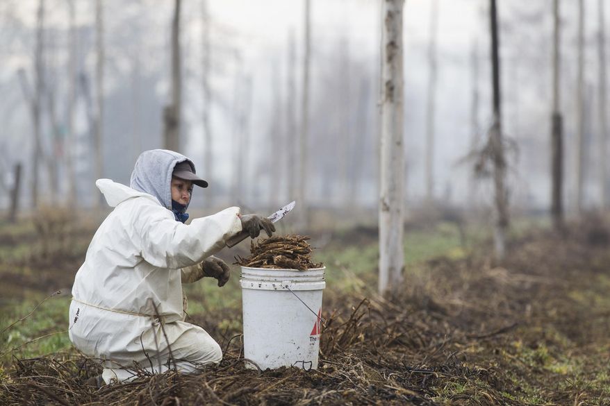 ADVANCE FOR THE WEEKEND OF MARCH 25-26 AND THEREAFTER - In this Tuesday, March 14, 2017 photo, Arminda Lozano collects cleaned and trimmed hops roots in a bucket at a Roy Farms field while preparing this year's crop in Moxee, Wash. (Shawn Gust/Yakima Herald-Republic via AP)