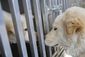 dog_meat_rescue_16969.jpg