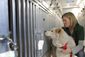 dog_meat_rescue_27757.jpg