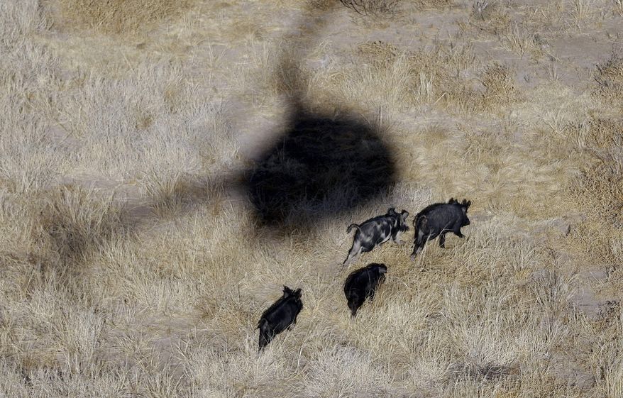 FILE - In this Feb. 18, 2009, file photo, the shadow of a helicopter hovers over feral pigs near Mertzon, Texas. Oklahoma lawmakers are considering a bill to allow hunters to shoot feral hogs from helicopters. Aerial gunners are already used to help control feral swine in Oklahoma, but the work can only be done by trained, licensed contractors with support from the Oklahoma Department of Agriculture Food and Forestry. (AP Photo/Eric Gay, File)
