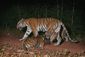 thailand_tigers_26972.jpg