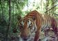 thailand_tigers_75938.jpg