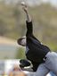 yankees_blue_jays_baseball_72778.jpg