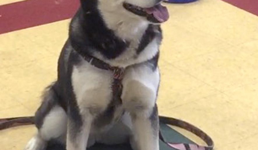 This photo provided by the Waterville Humane Society shows an Alaskan husky named Dakota, Thursday, March 30, 2017, in Waterville, Maine. Gov. Paul LePage said he pardoned the dog from a death sentence levied at a court hearing last week, after it killed a neighbor's small pug in May 2016 and later broke out of court-ordered confinement to bite the same neighbor's Pekingnese, which survived. (Karen Vance/Waterville Humane Society via AP)